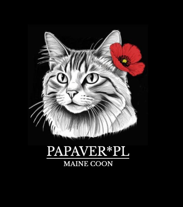 Hodowla Kotów Rasy Maine Coon  PAPAPVER*PL